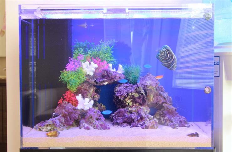 ライブロックと人工水草を配置した海水魚水槽の全景