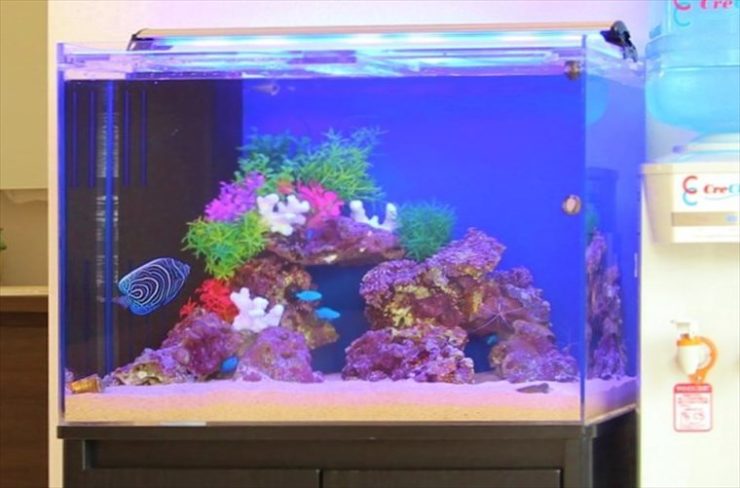 青い照明の海水魚水槽と泳ぐヤッコや小魚の仲間