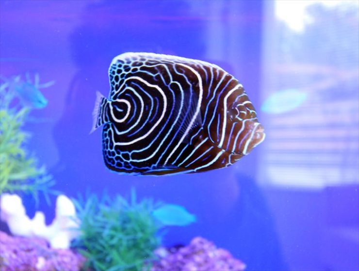 青い背景の水槽を泳ぐ渦巻き模様の海水魚の幼魚