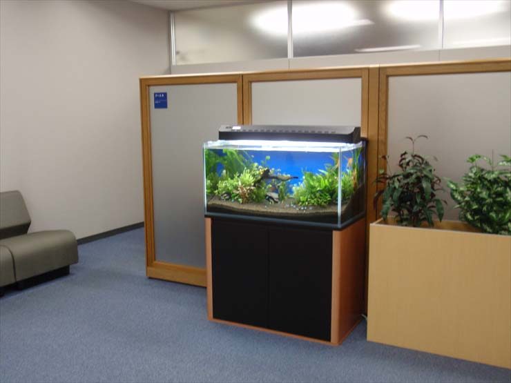 オフィスに設置された水草レイアウトの熱帯魚水槽