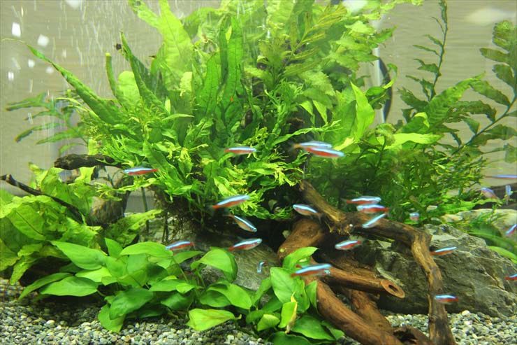 水草と流木の間を泳ぐネオンテトラの仲間の群れ