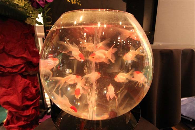 丸い金魚鉢の中を泳ぐ複数の金魚と中央の気泡