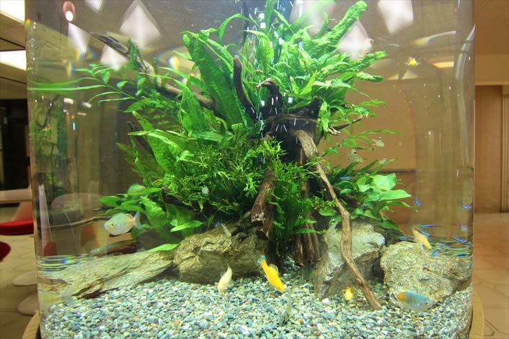 流木と水草を配置した円柱水槽で泳ぐ熱帯魚たち
