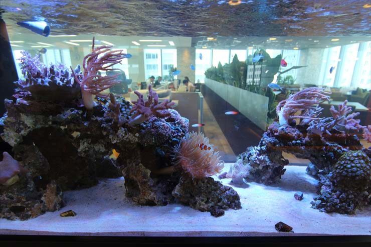 サンゴと海水魚が泳ぐオフィス設置の大型海水水槽