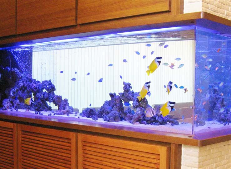 海水魚が泳ぐ大型水槽とライブロックのレイアウト