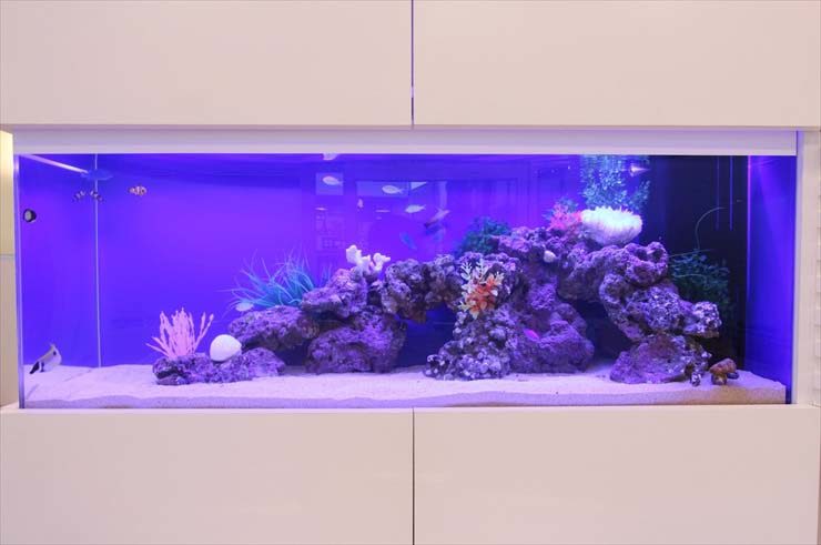 青い照明に照らされた岩組みと海水魚の大型水槽レイアウト