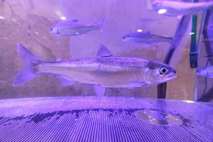 紫色の照明に照らされた水槽内を泳ぐ銀色の川魚の群れ