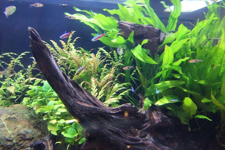 流木と水草の間に泳ぐネオンテトラの仲間と小型熱帯魚