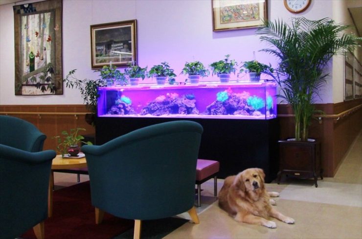 紫の照明が灯る大型水槽と床に座る大型犬の室内風景