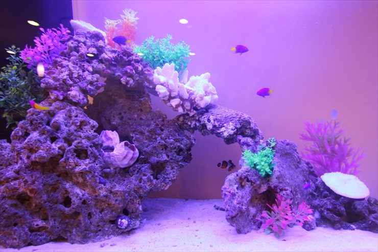 紫の照明に照らされた海水魚水槽とライブロックのレイアウト