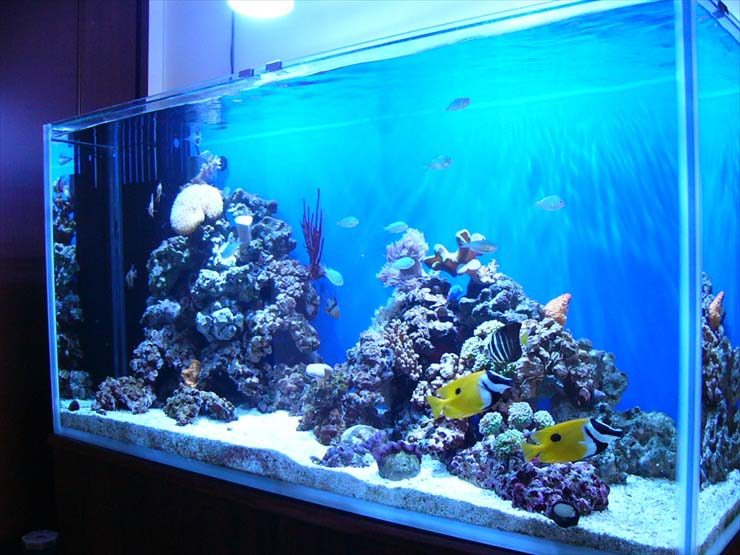 海水魚とサンゴが泳ぐ青い背景の大型水槽レイアウト