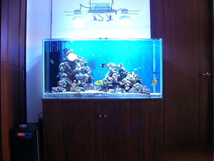 ライブロックと海水魚が泳ぐ青い背景の大型海水水槽