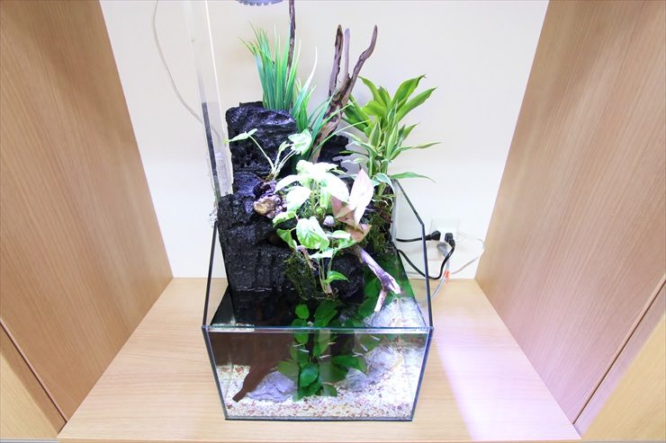 黒い岩と流木に水草を配置したアクアテラリウム水槽