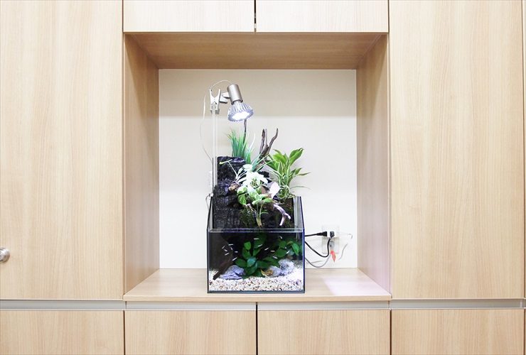 木目調の棚に設置された小型のアクアテラリウム水槽