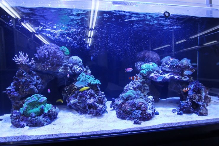 青い照明に照らされたサンゴと海水魚が泳ぐ海水水槽