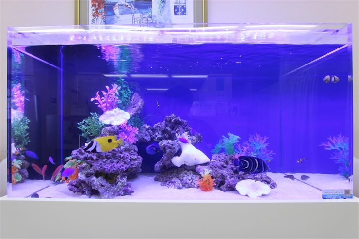 青い照明の海水魚水槽と泳ぐ黄色や黒の熱帯魚たち