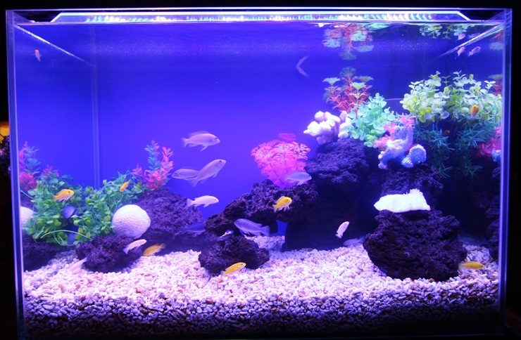 青い照明の熱帯魚水槽と溶岩石のレイアウト