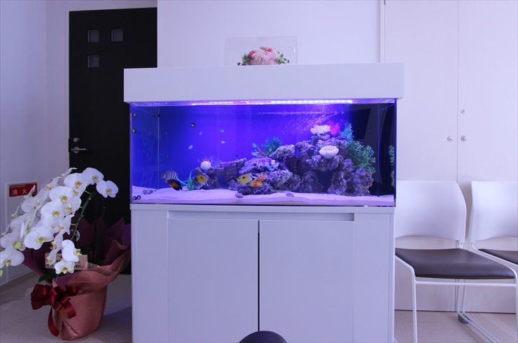 白い水槽台に設置された青い照明の海水魚水槽