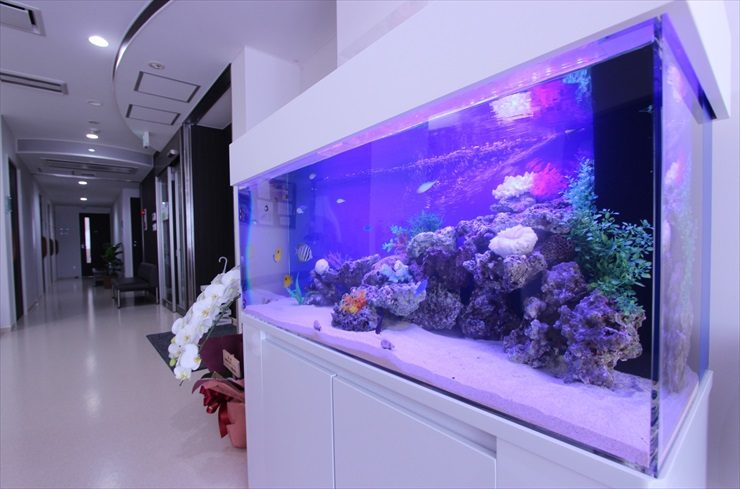 青い照明の海水魚水槽と白い水槽台が並ぶ施設内廊下