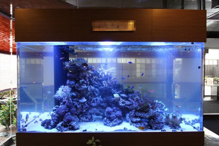 青い照明の大型海水魚水槽とライブロックのレイアウト