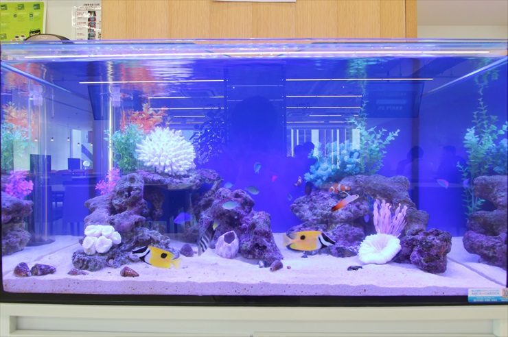 青い照明に照らされた海水魚水槽とライブロックのレイアウト
