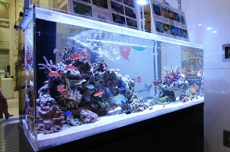サンゴと海水魚が泳ぐ大型の海水魚水槽のレイアウト