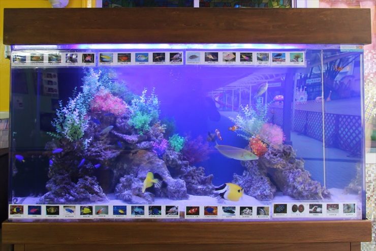 海水魚が泳ぐ岩組みレイアウトの大型水槽と魚種紹介パネル