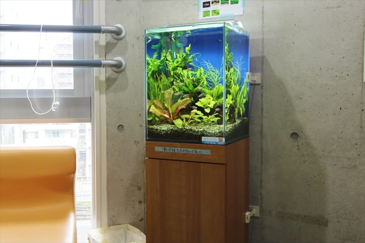コンクリート壁の前に置かれた水草が茂る小型水槽