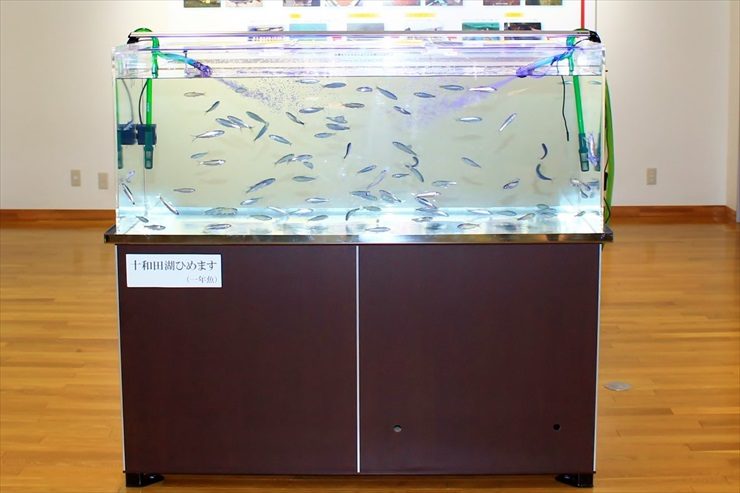 十和田湖ひめますの文字がある水槽と泳ぐ魚の群れ