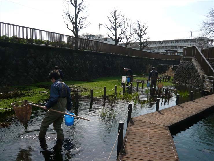 網とバケツを持ち池に入る胴長姿の作業員たち