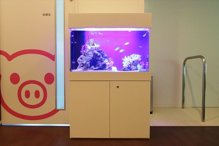白い水槽台に設置された海水魚水槽とブタのイラストの壁面