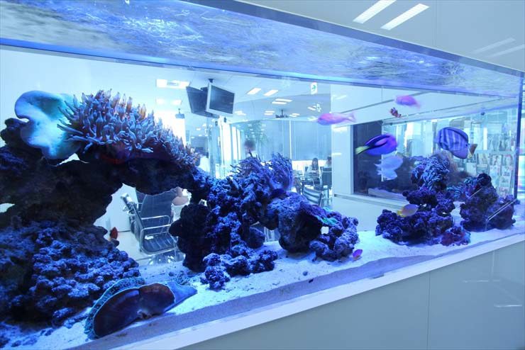 海水魚とサンゴが泳ぐ大型の横長オーバーフロー水槽