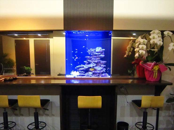 バーカウンターに埋め込まれた青い海水魚水槽と白い胡蝶蘭