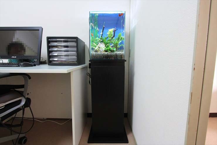 デスク横に設置された水草と小型魚のハイタイプ水槽