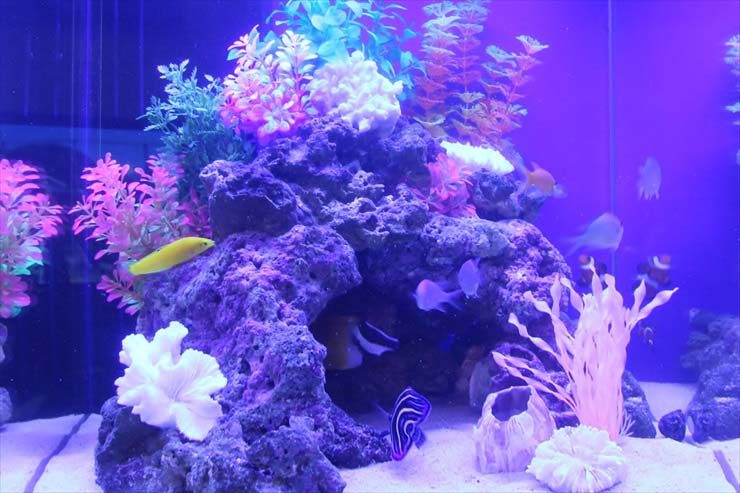 青い照明の海水魚水槽とライブロックに泳ぐ熱帯魚群