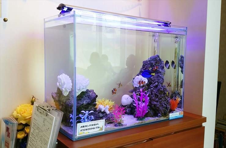 海水魚と人工サンゴを配置した室内設置の海水水槽