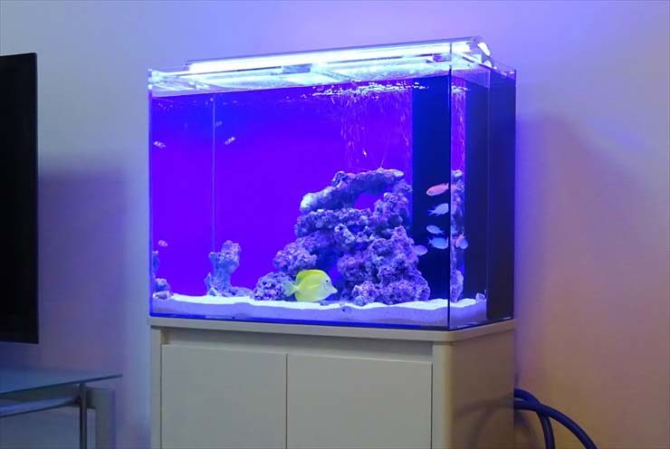 青い照明に照らされた海水魚水槽と白い水槽台