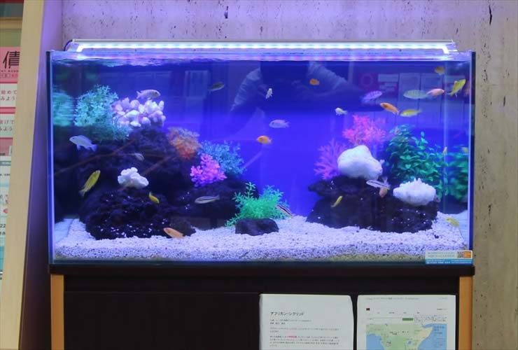青い照明の海水魚風水槽と泳ぐ色鮮やかな熱帯魚たち