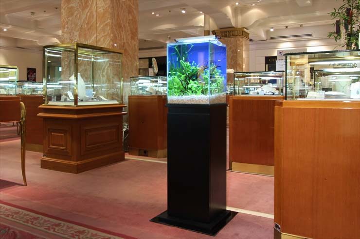 店舗内に設置された水草の入った縦長のアクアリウム水槽