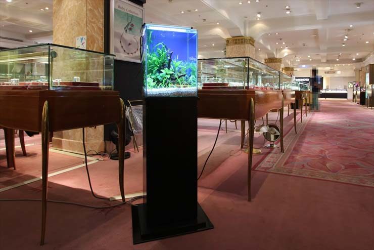 ジュエリー店内に設置された水草水槽とショーケース