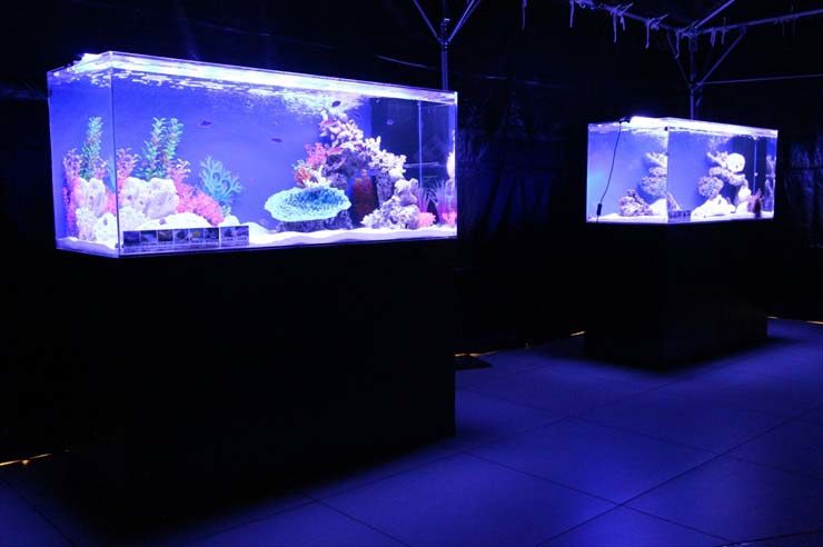 暗い室内に並ぶ青い照明の海水魚水槽とサンゴ岩のレイアウト