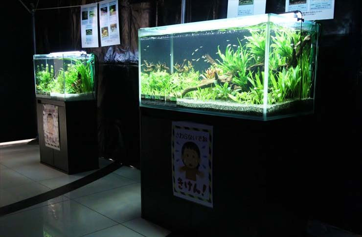 暗い室内に並ぶ水草と小型カラシンが泳ぐ2台の展示水槽