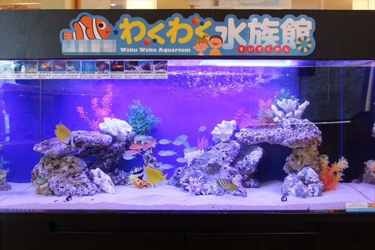 わくわく水族館の看板がある海水魚水槽の見出し画像