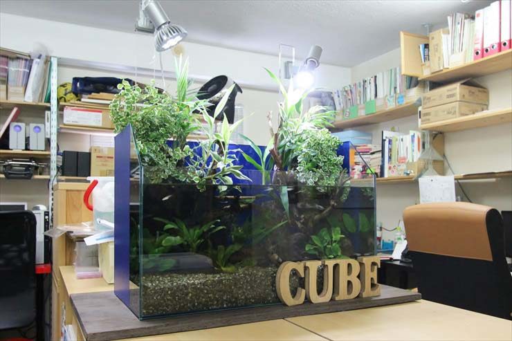 オフィスに設置された植物が茂るアクアテラリウム水槽