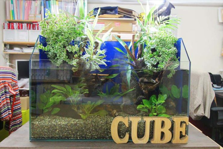 CUBEの文字と植物が茂るアクアテラリウム水槽