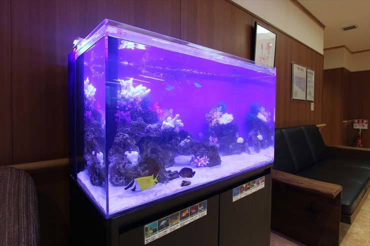 紫の照明に照らされた海水魚水槽と待合室の黒いソファ