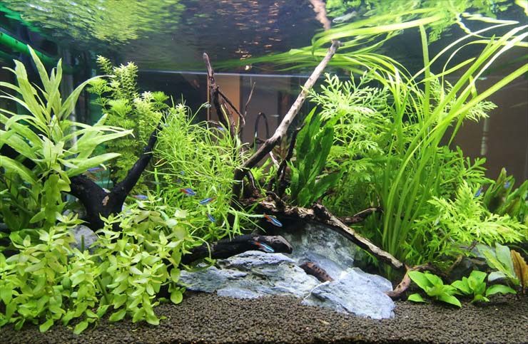 流木と石を配置した水草水槽を泳ぐネオンテトラの仲間