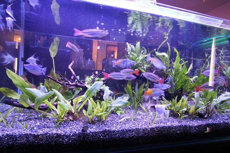 水草と流木を配置した水槽内を泳ぐ熱帯魚の群れ
