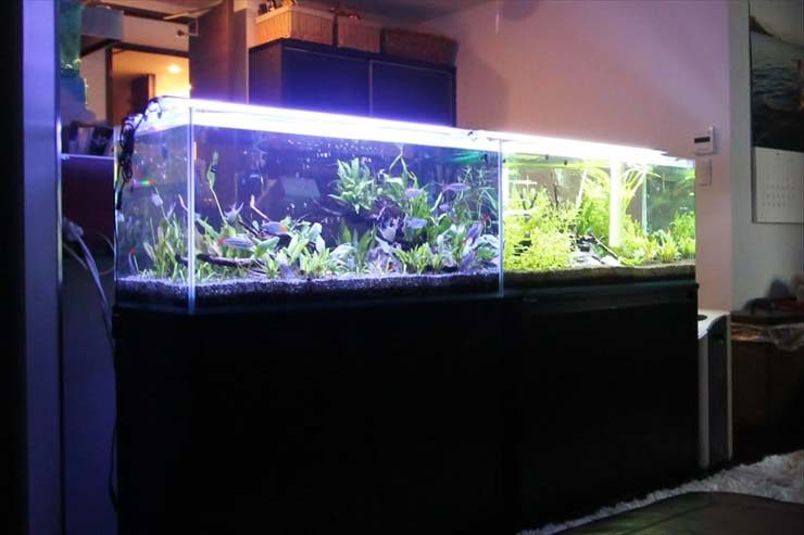 室内で横に二台並んだ水草と小型魚の大型水槽セット