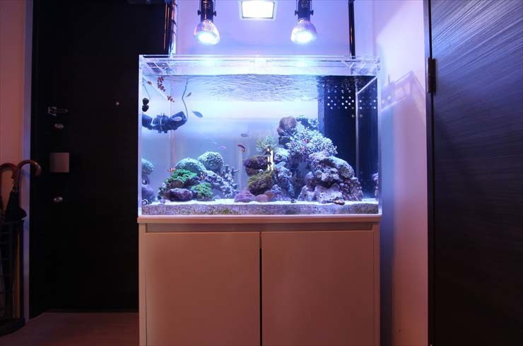 青い照明に照らされたサンゴと海水魚の大型水槽